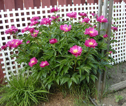 06-06-09-Peonies