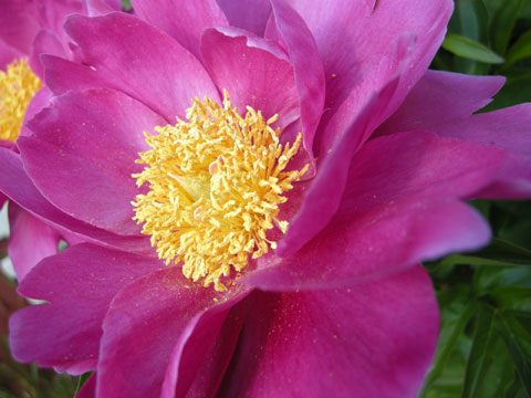 06-06-09-Peony