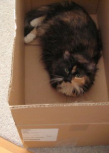 20070526_Millie_in_a_box