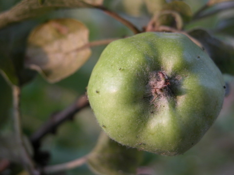 20070710_produce_167