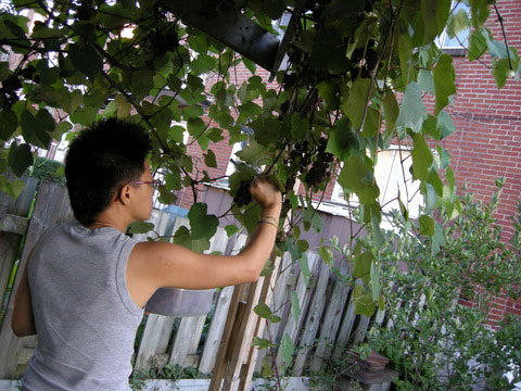 20070908_36_grapes