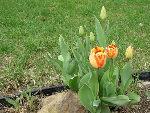 Tulips
