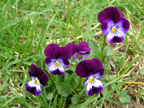 Pansies