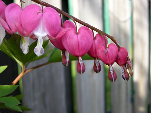 Bleeding hearts