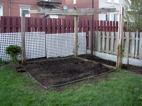 Clemantis climbling flowers (goodbye grapes!