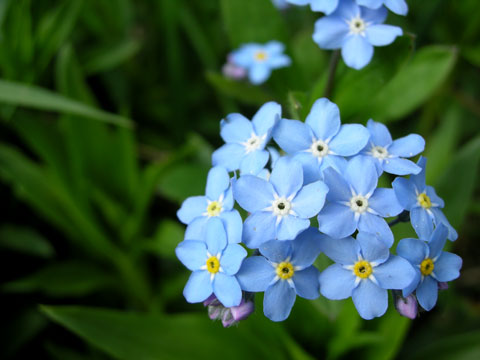 Forget me nots