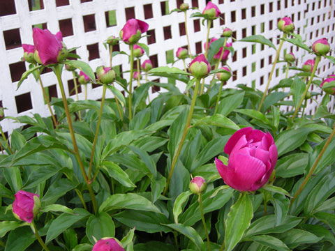 Peonies