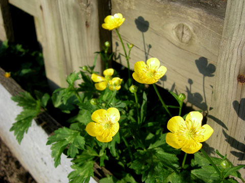 20080607_13_flowerButtercup