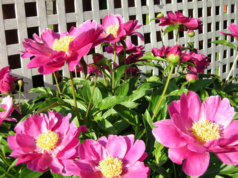 Peonies