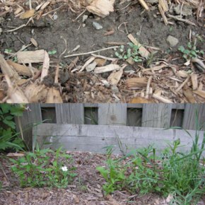Mixed flowers, a month&nbsp;after