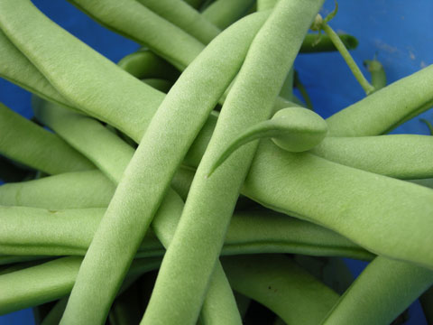 20080708_1_stringbeans