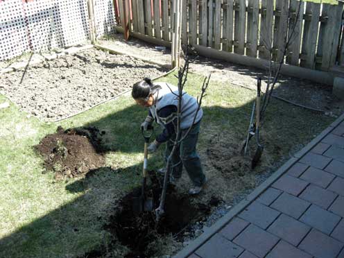 Digging out the apple tree.
