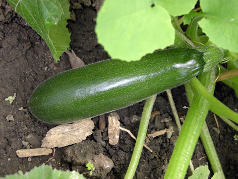 2009-07-25-zucchini-01