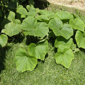 From little seedlings, squash giants&nbsp;grows