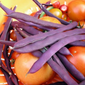 Red tomatoes, purple beans and&nbsp;zucchini