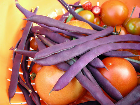2009-08-17-Puirple-beans-01