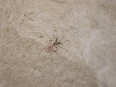 Mosquito with victim's blood imbedded in the tile at the factory (China)