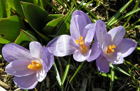 crocus