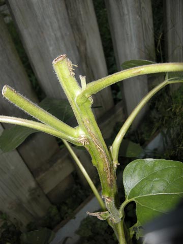 What manner of beast did this?